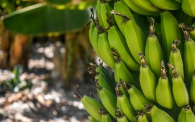 Les différents secteurs économiques de la Guadeloupe