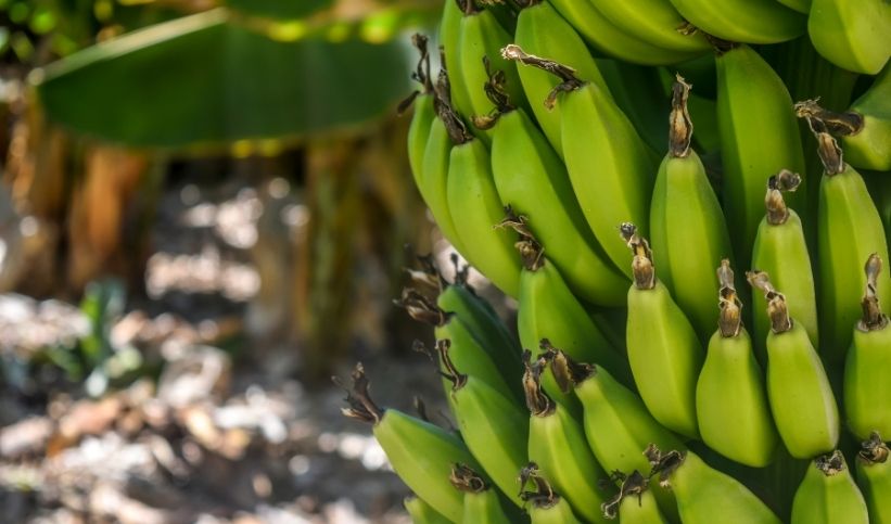 Les différents secteurs économiques de la Guadeloupe