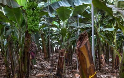 Les différents défis de l’agriculture des Antilles françaises