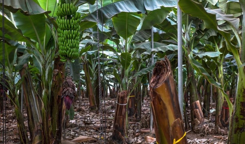 Les différents défis de l’agriculture des Antilles françaises