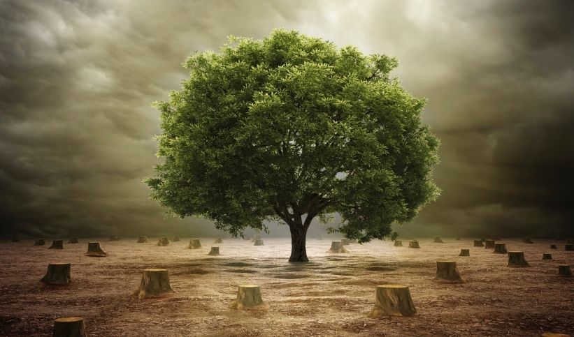 Guadeloupe - Déforestation