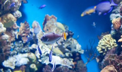 Sargasses fléau et enjeu environnemental