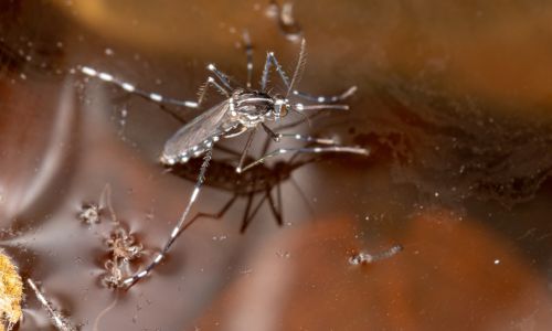 dengue point d'eau