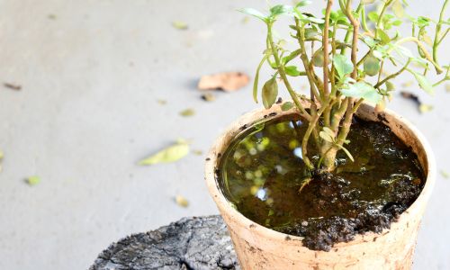 dengue pot de fleur