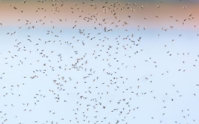 Recrudescence de dengue en Guadeloupe
